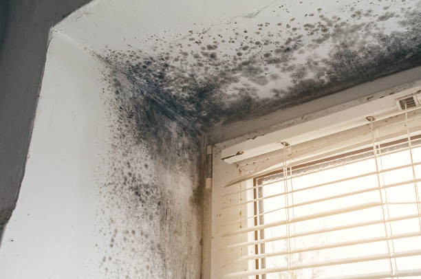 Affordable Black Mold Remediation solutions in Maple Grove, MN