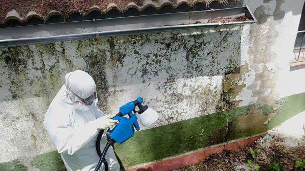 Top rated local Black Mold Remediation specialists in Maple Grove, MN